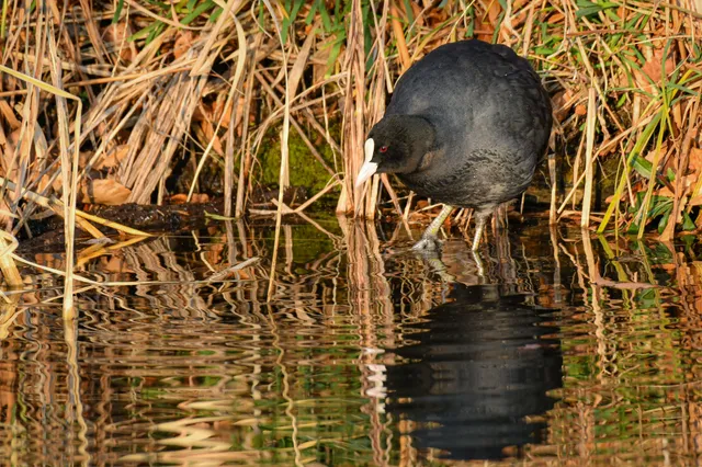 Species Image