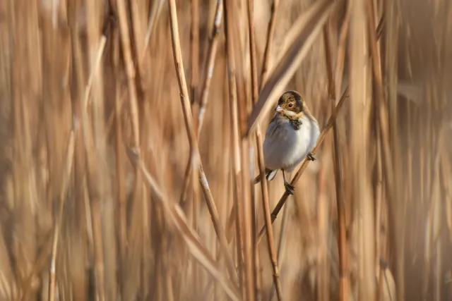 Species Image