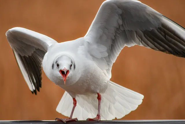野鳥の写真