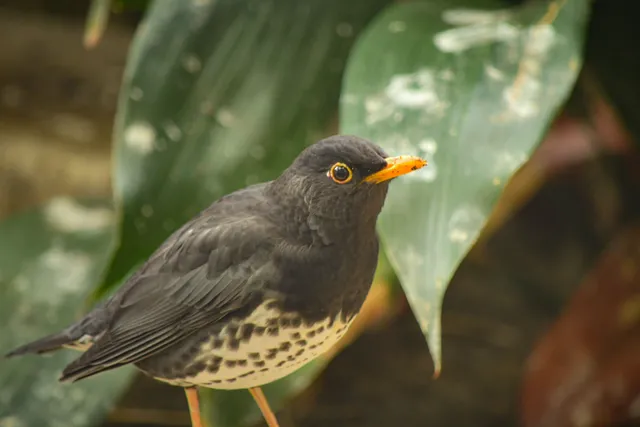 Species Image