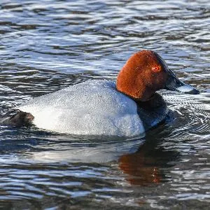 Species Image
