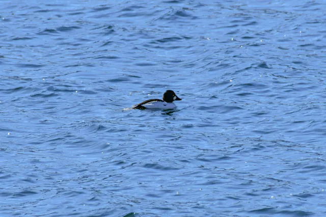 Species Image