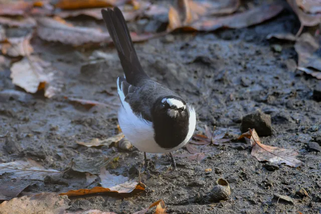 Species Image