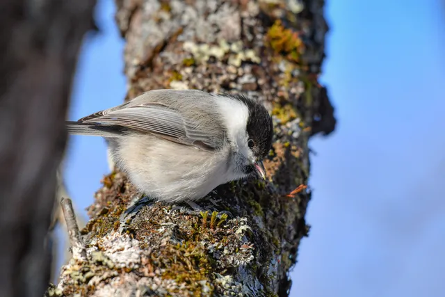 Species Image