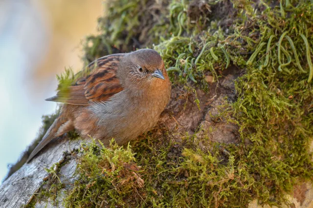 Species Image