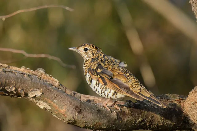 Species Image