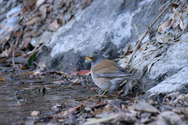 Species Image
