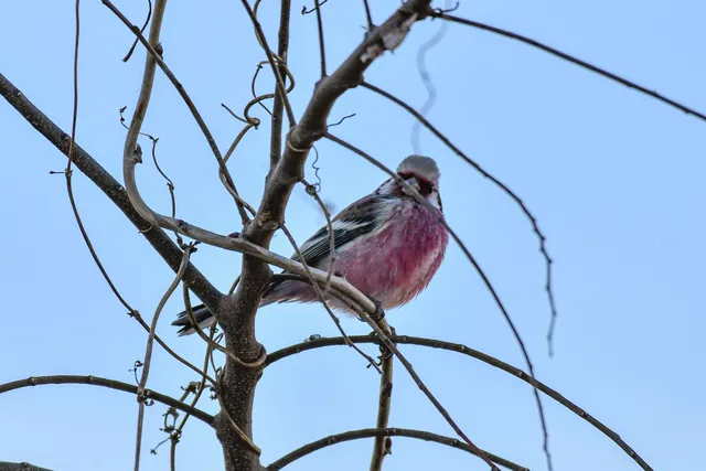 Species Image