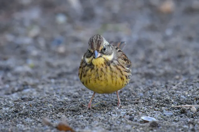 Species Image