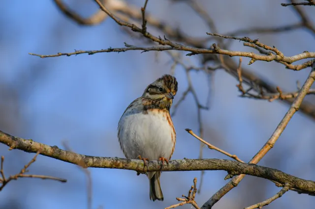 Species Image
