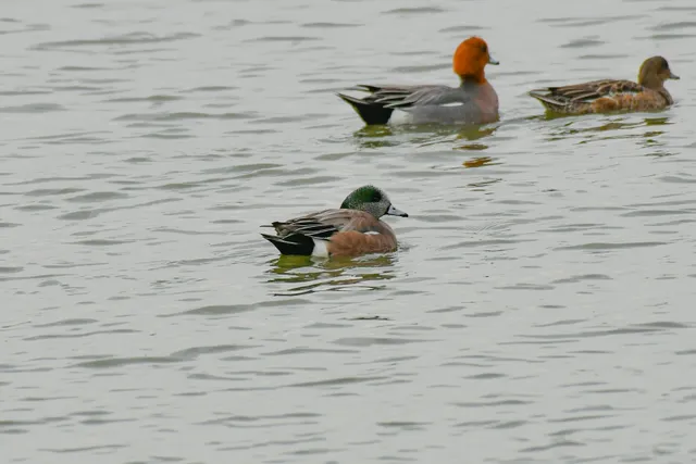 Species Image