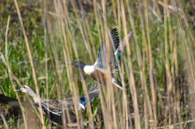 Species Image