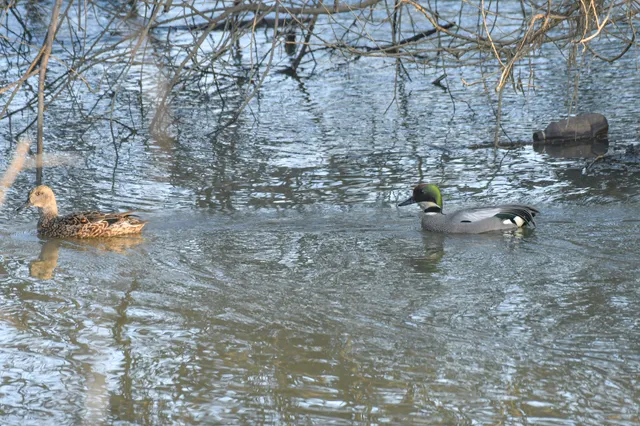 Species Image