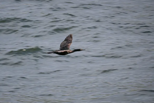 Species Image