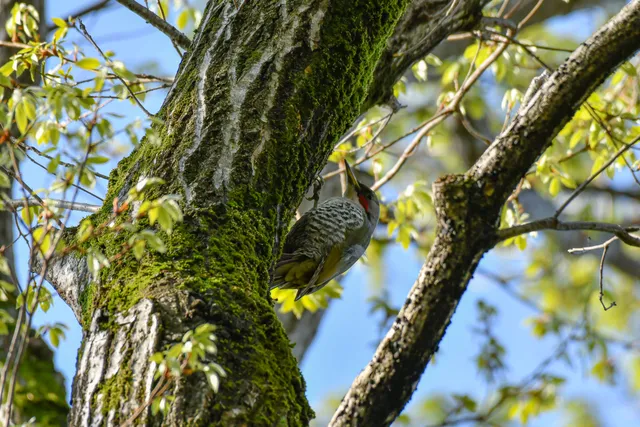 Species Image