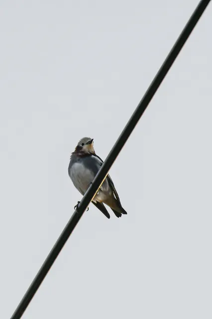 Species Image