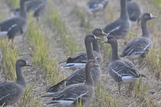 Species Image