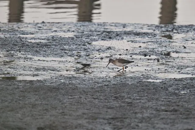 Species Image
