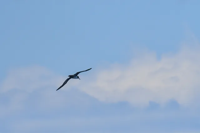 Species Image