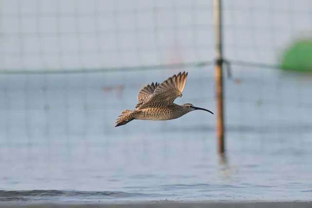 Species Image