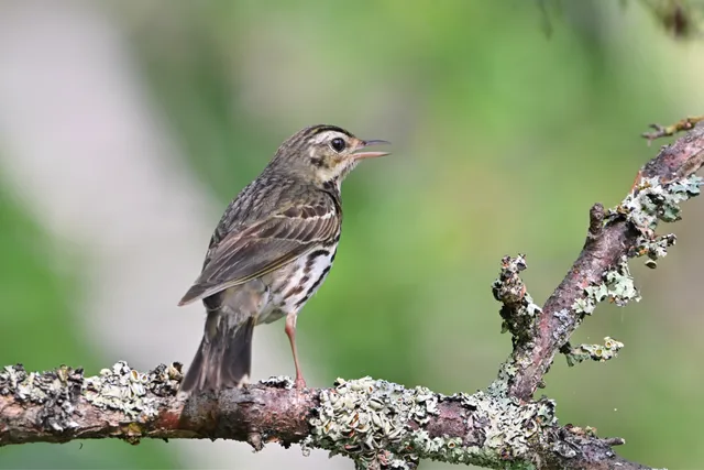 Species Image