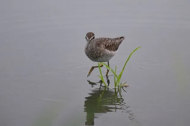 Species Image