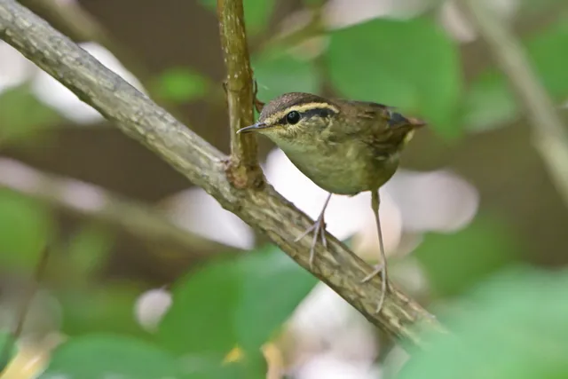 Species Image