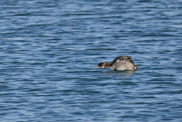 Species Image