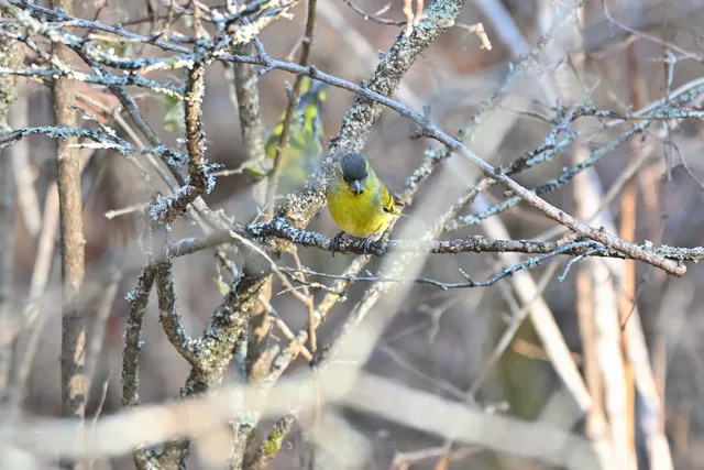 Species Image