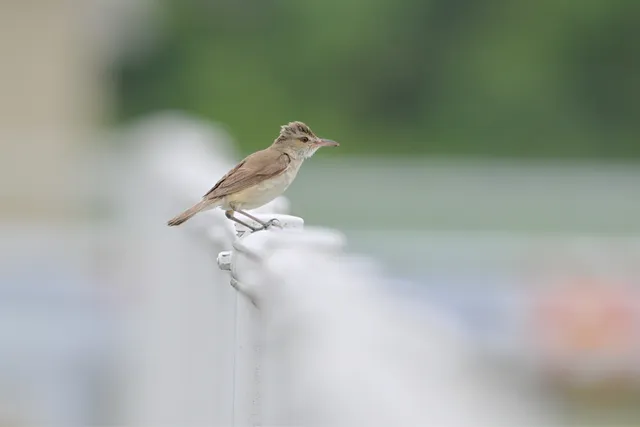 Species Image