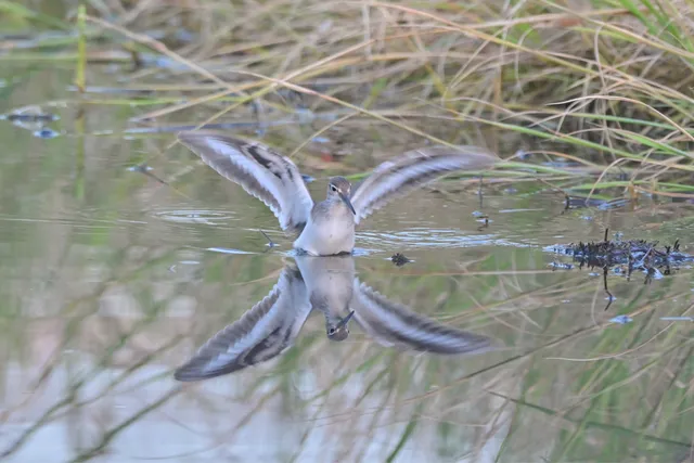 Species Image
