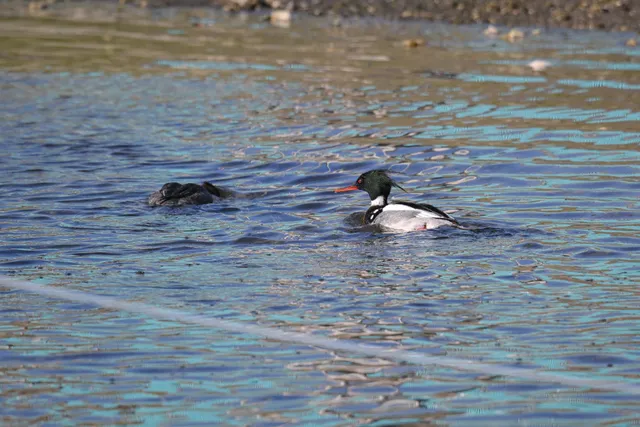 Species Image
