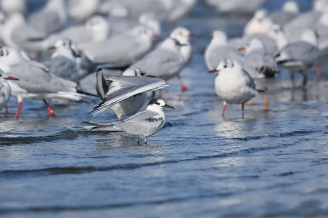 Species Image