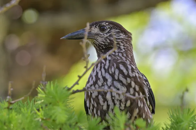 Species Image