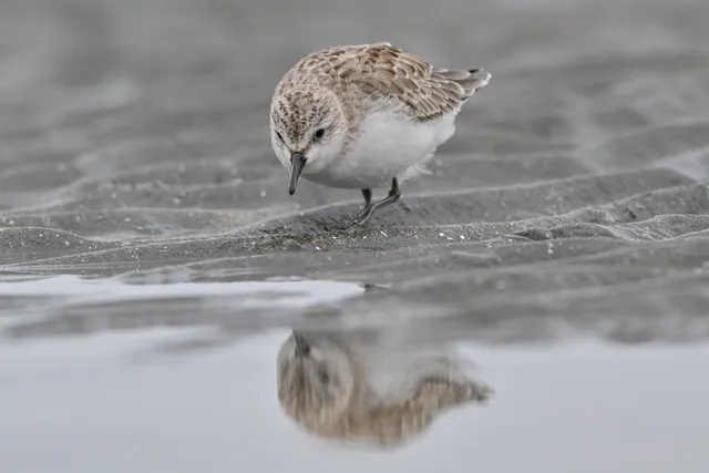 Species Image