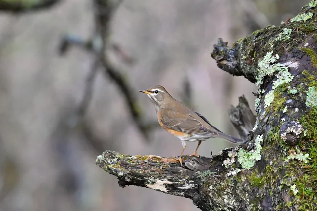 Species Image