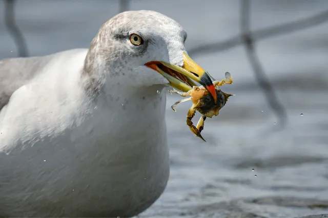 Species Image