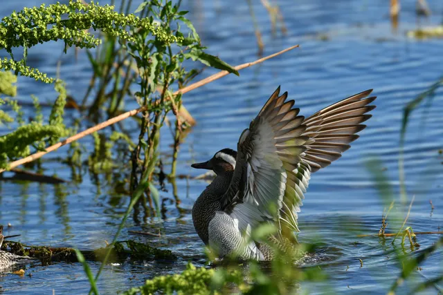 Species Image