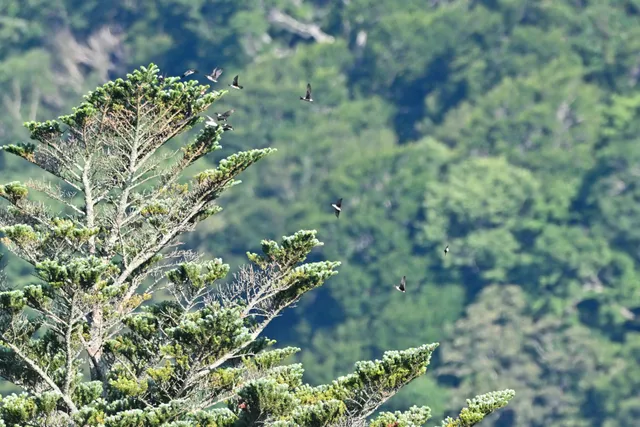 Species Image