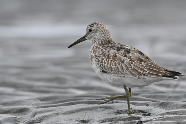 Species Image