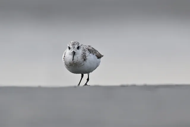 Species Image