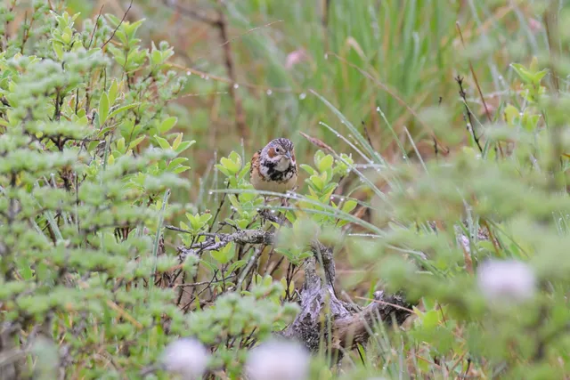 Species Image
