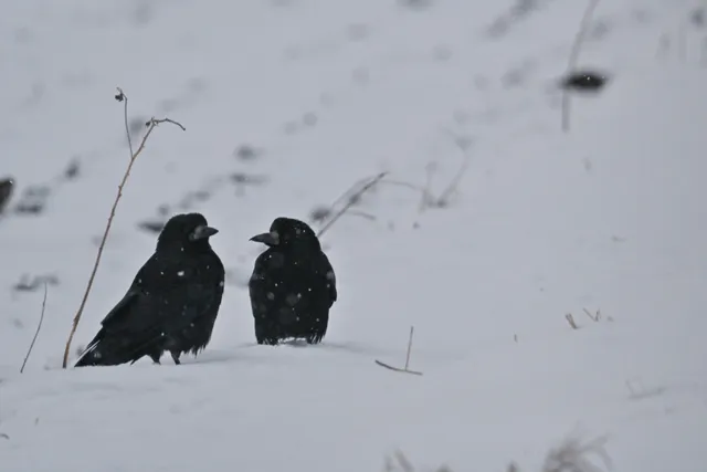 Species Image