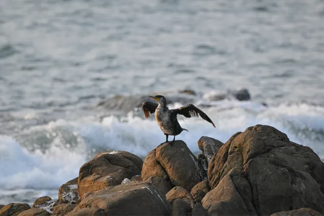Species Image