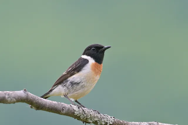 Species Image