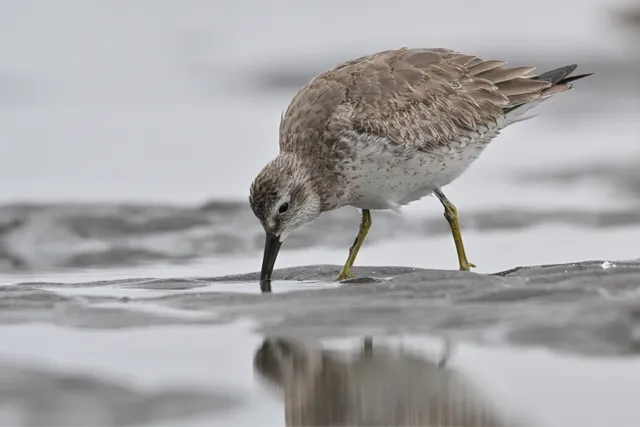 Species Image