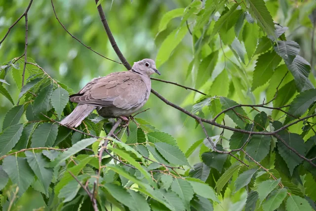 Species Image