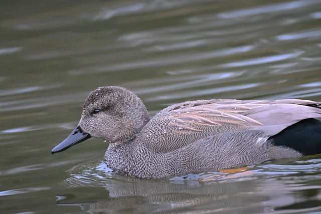 Species Image