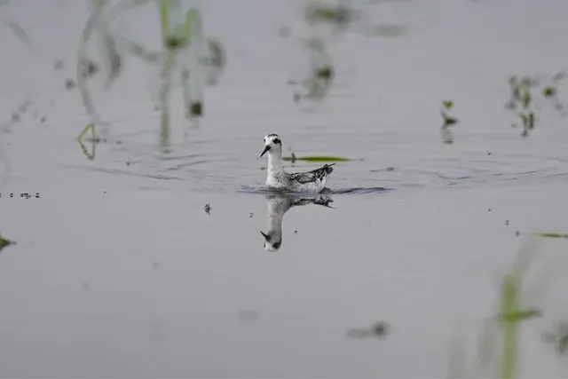 Species Image