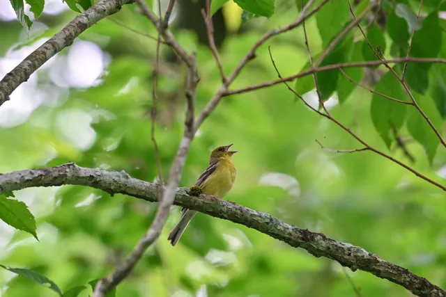 Species Image